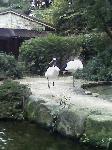 丹頂鶴