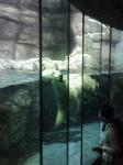 白クマたん