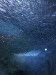 魚群２